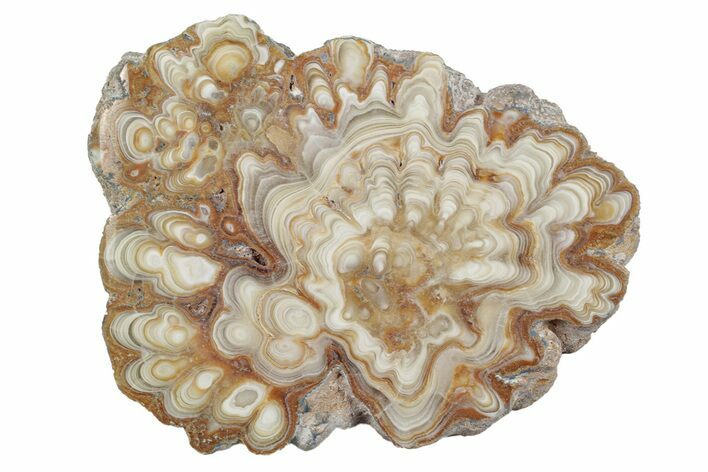 Polished Aragonite Stalactite Slice - Morocco #255373